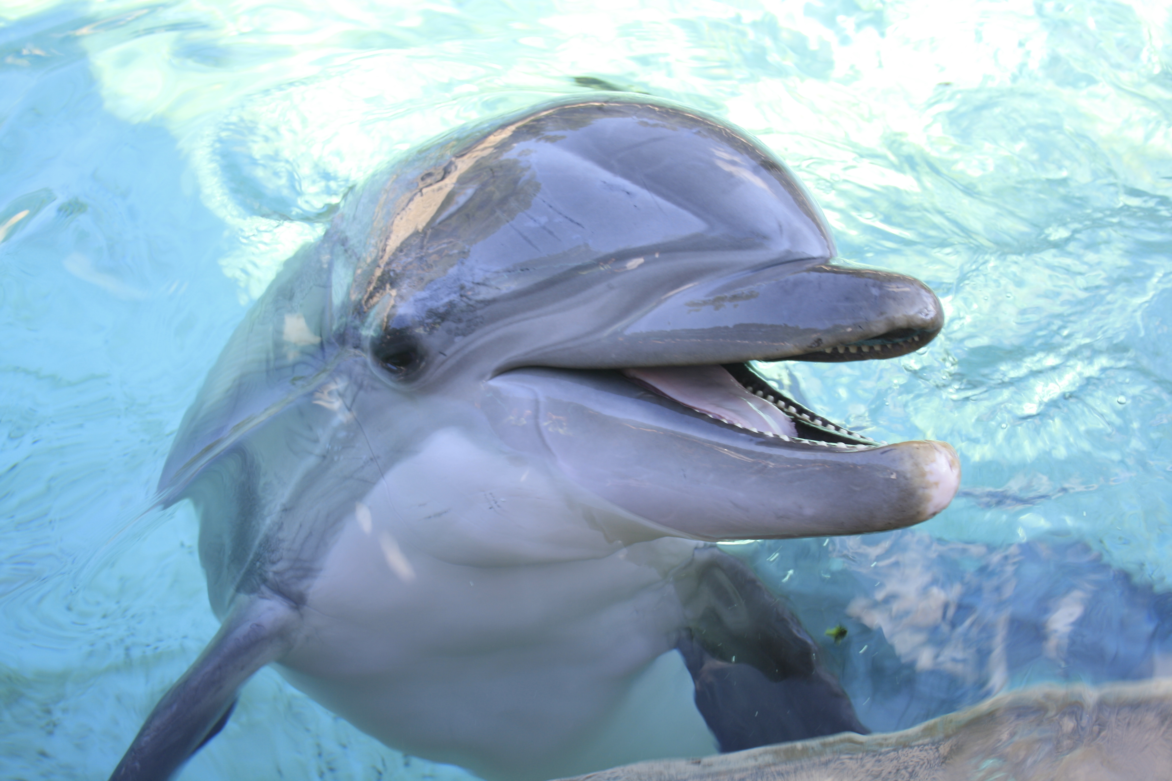 Дельфин издает звуки. Дельфины эхолокация. Ультразвук дельфинов. Слух дельфинов. Язык дельфинов.